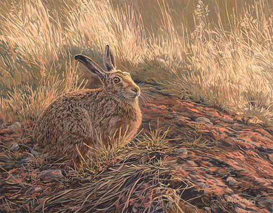 Brown Hare - Oil Painting for Sale